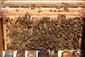 2013-07 Bienen2