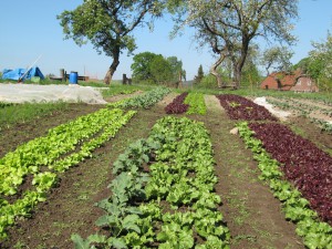 Salat Kohlrabi